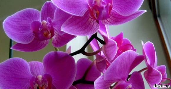 Как ухаживать  за домашними орхидеями
