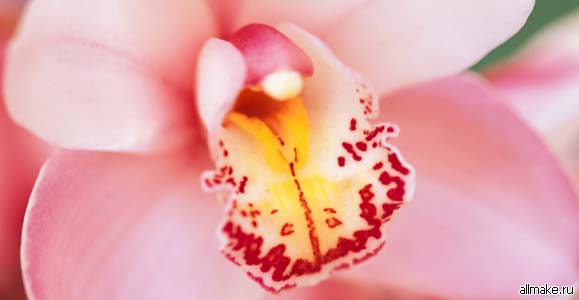Как ухаживать  за домашними орхидеями
