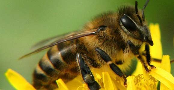 Что делать, если укусила пчела, или оса