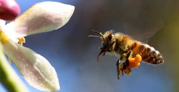 Что делать, если укусила пчела, или оса