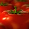Как выращивать помидоры: в теплице, на подоконнике, рассаду
