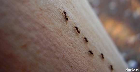 Средства от муравьев