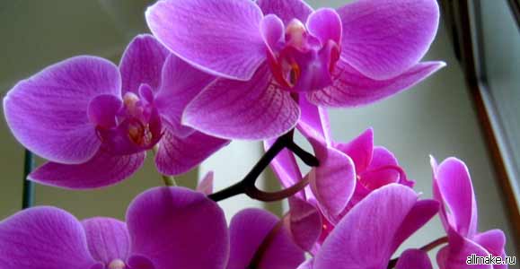 Как пересадить орхидею (когда и как правильно)